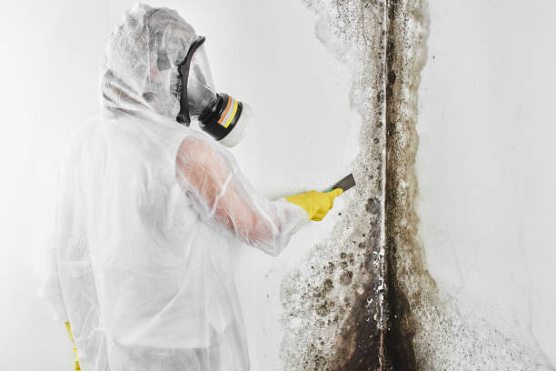 Best White Mold Remediation in Village Of The Branch, NY