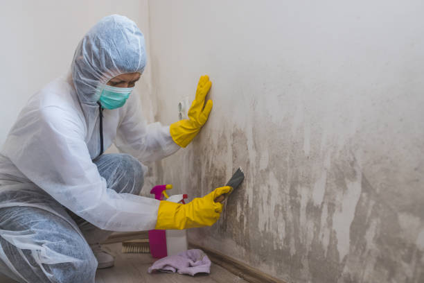 Village Of The Branch, NY Mold Remediation Company
