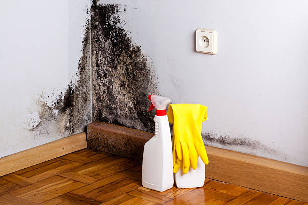 Best Black Mold Remediation in Village Of The Branch, NY