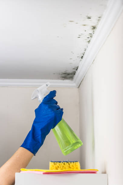 Best Mold Remediation for Schools in Village Of The Branch, NY